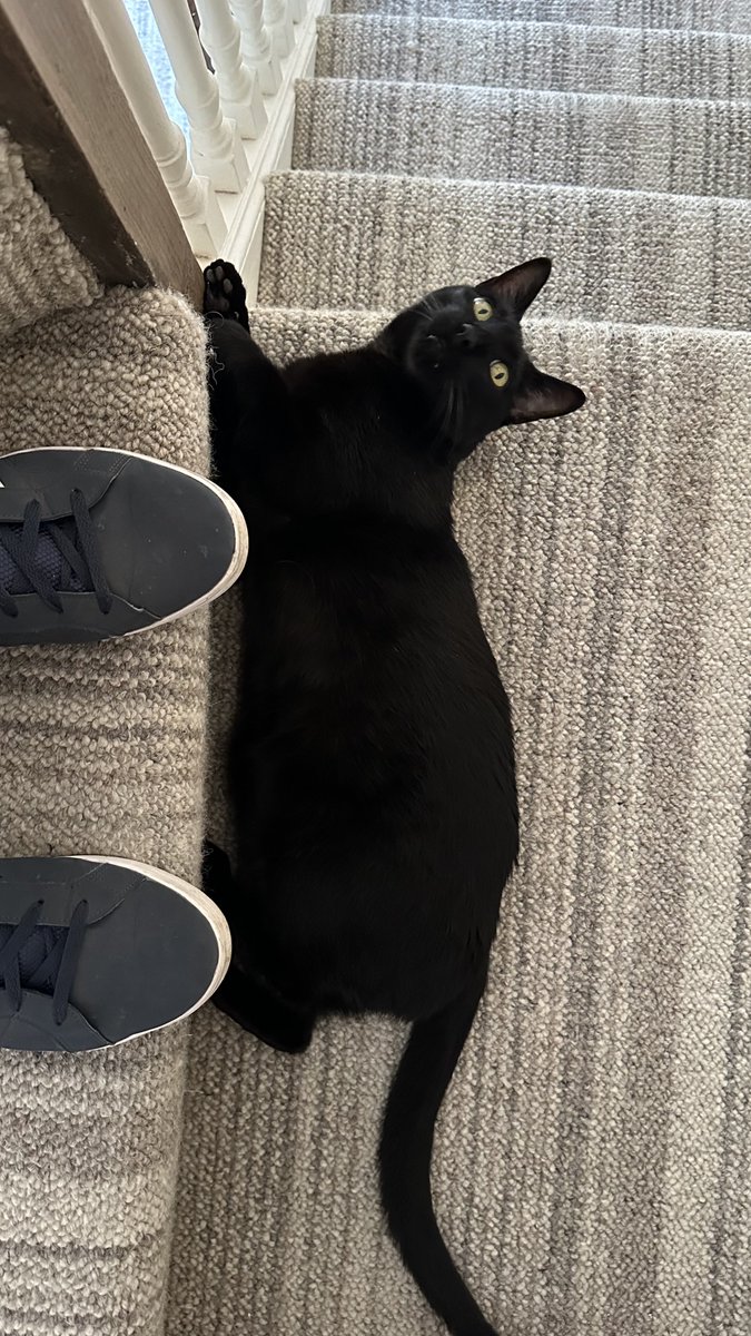 Rolf the University of Warwick Campus Cat tweet media