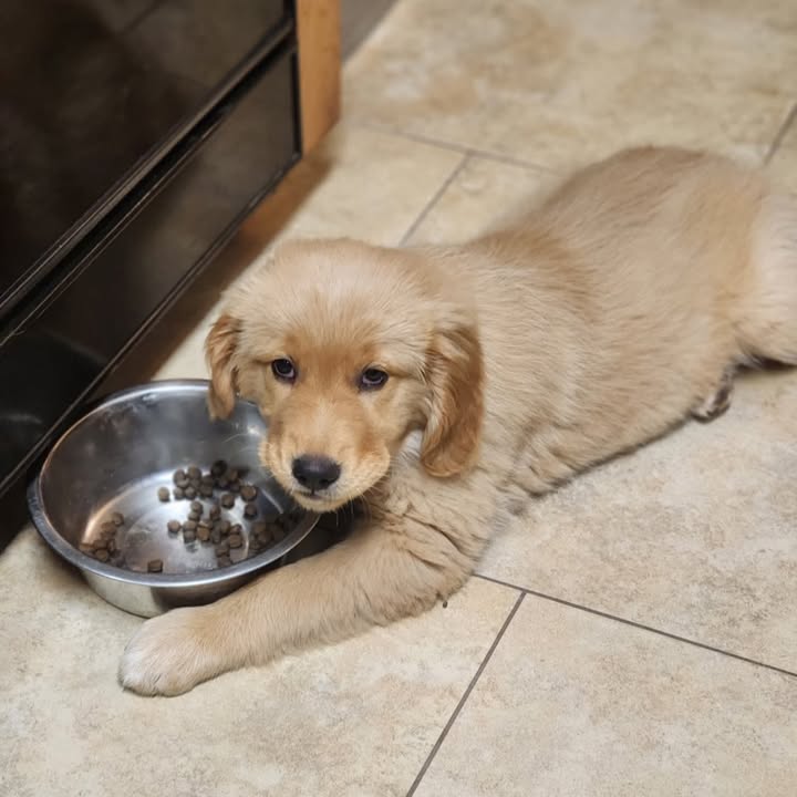 KristiKayMay1's tweet image. National Puppy Day Featuring Hero!!!  Lets see your pups or #throwback pics of your dogs as pups!!!  #legendacres #nationalpuppyday #puppy #puppyday