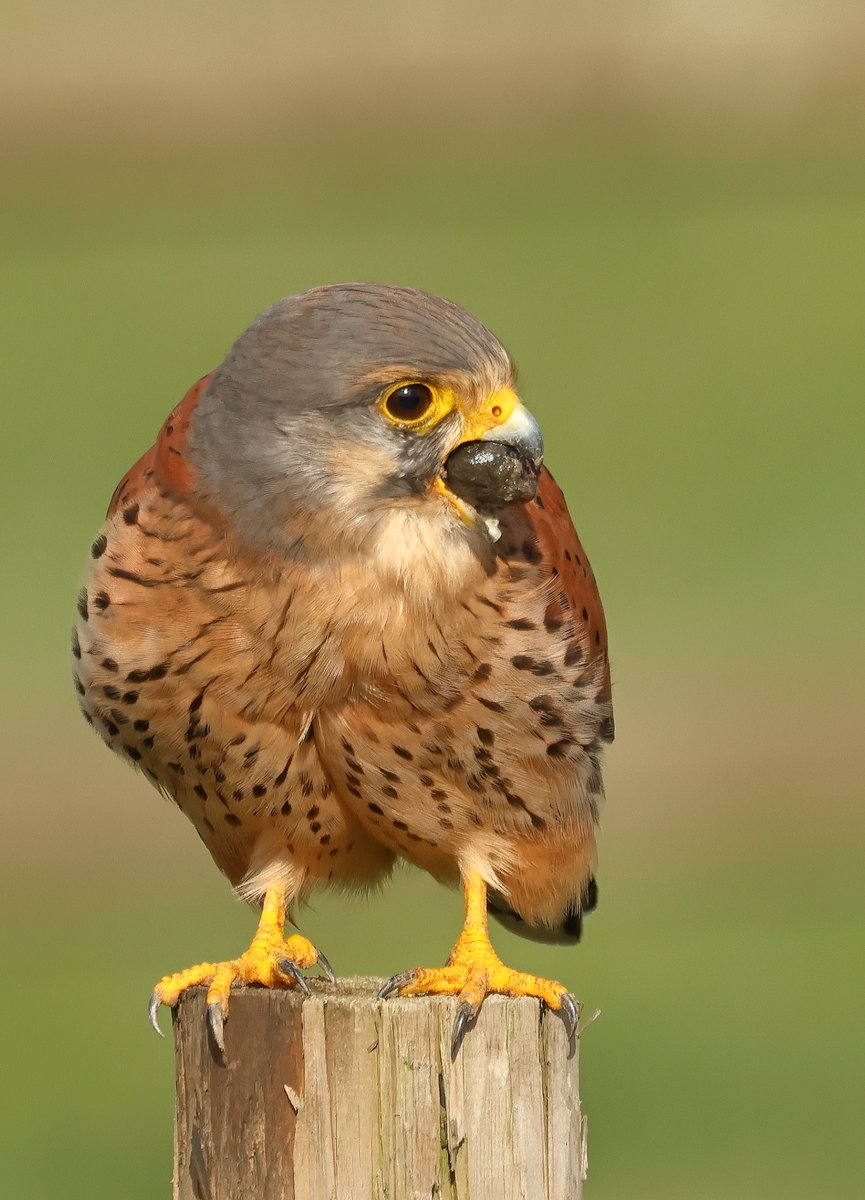 davyfullerton. tweet media