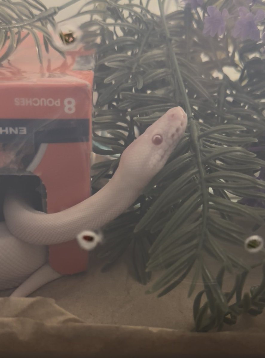 黄梓涵 tweet media