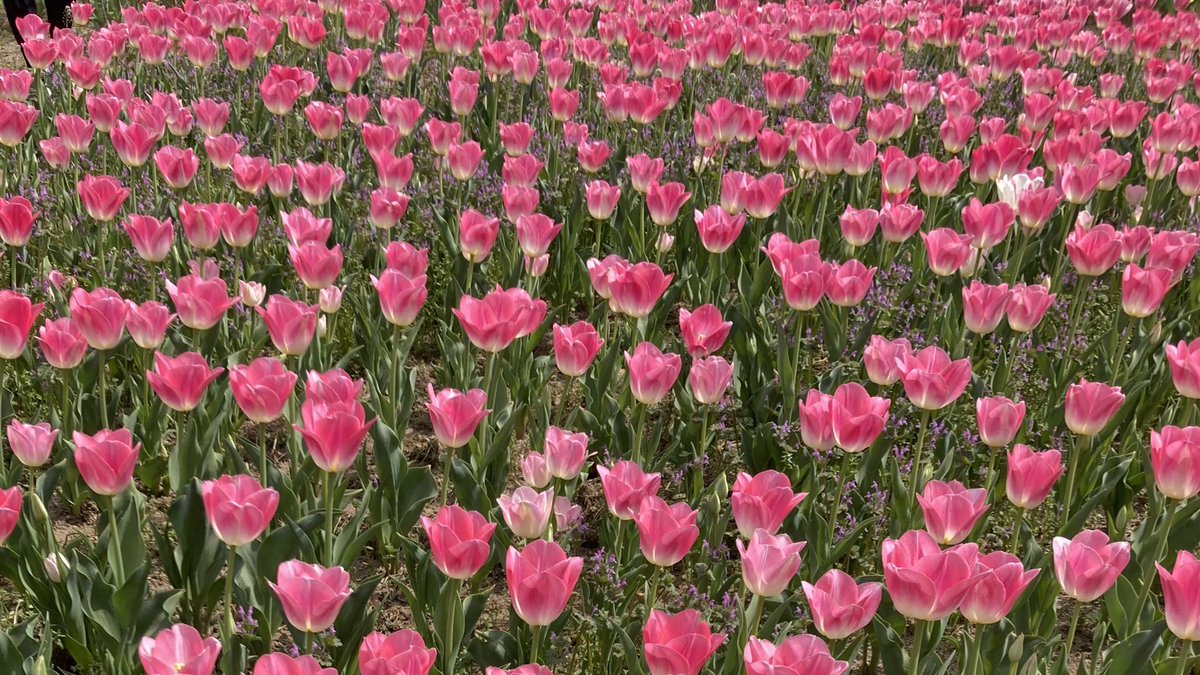 華@大阪メインのお得スキー tweet media