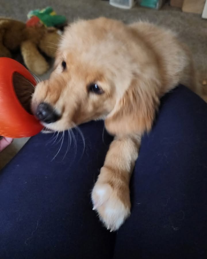 LegendAcres's tweet image. National Puppy Day Featuring Hero!!!  Lets see your pups or #throwback pics of your dogs as pups!!!  #legendacres #nationalpuppyday #puppy #puppyday