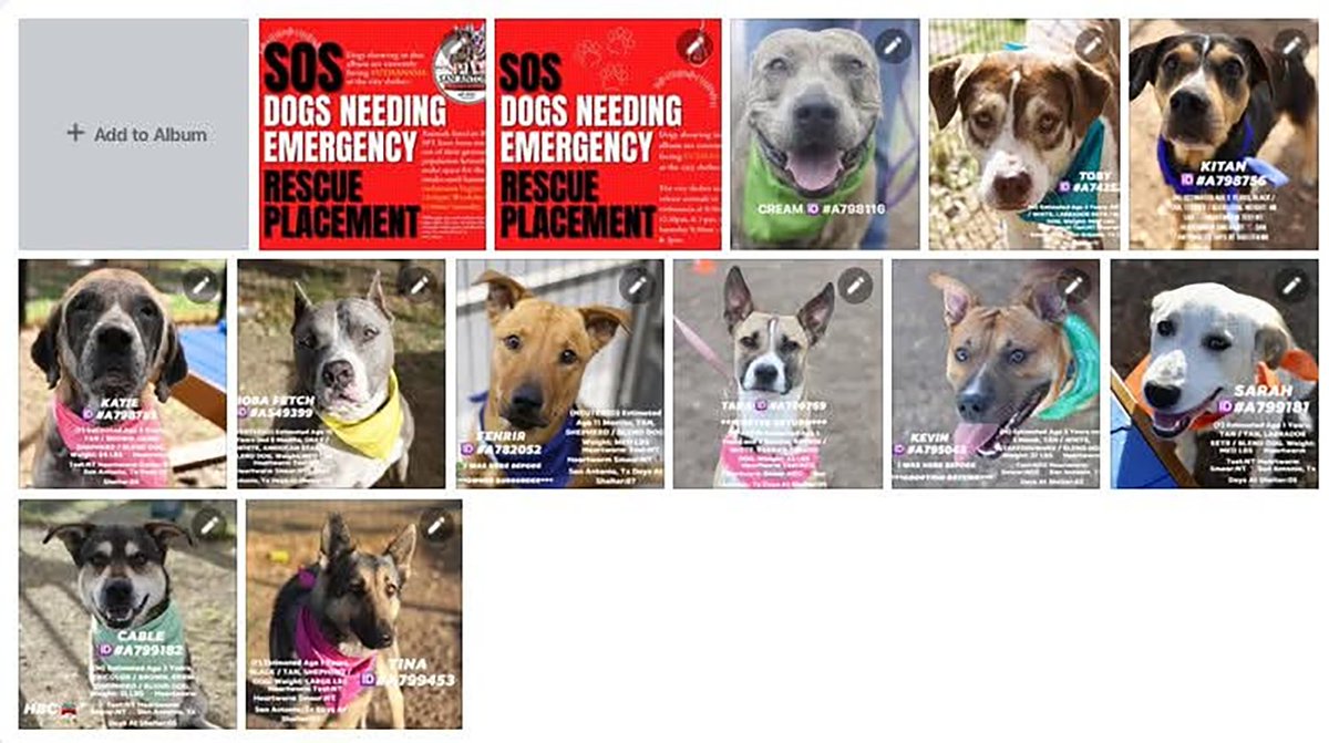 x.com/SerenityKaguya… 
✅ FOSTER ✅ ADOPT ✅ SHARE
🚨 URGENT: 11 dogs need help NOW 🚨
San Antonio, these 11 lives depend on us
They need fosters, adopters, or rescue ASAP to make it out alive today.
Calling on all San Antonio residents and Media to help these animals in need!