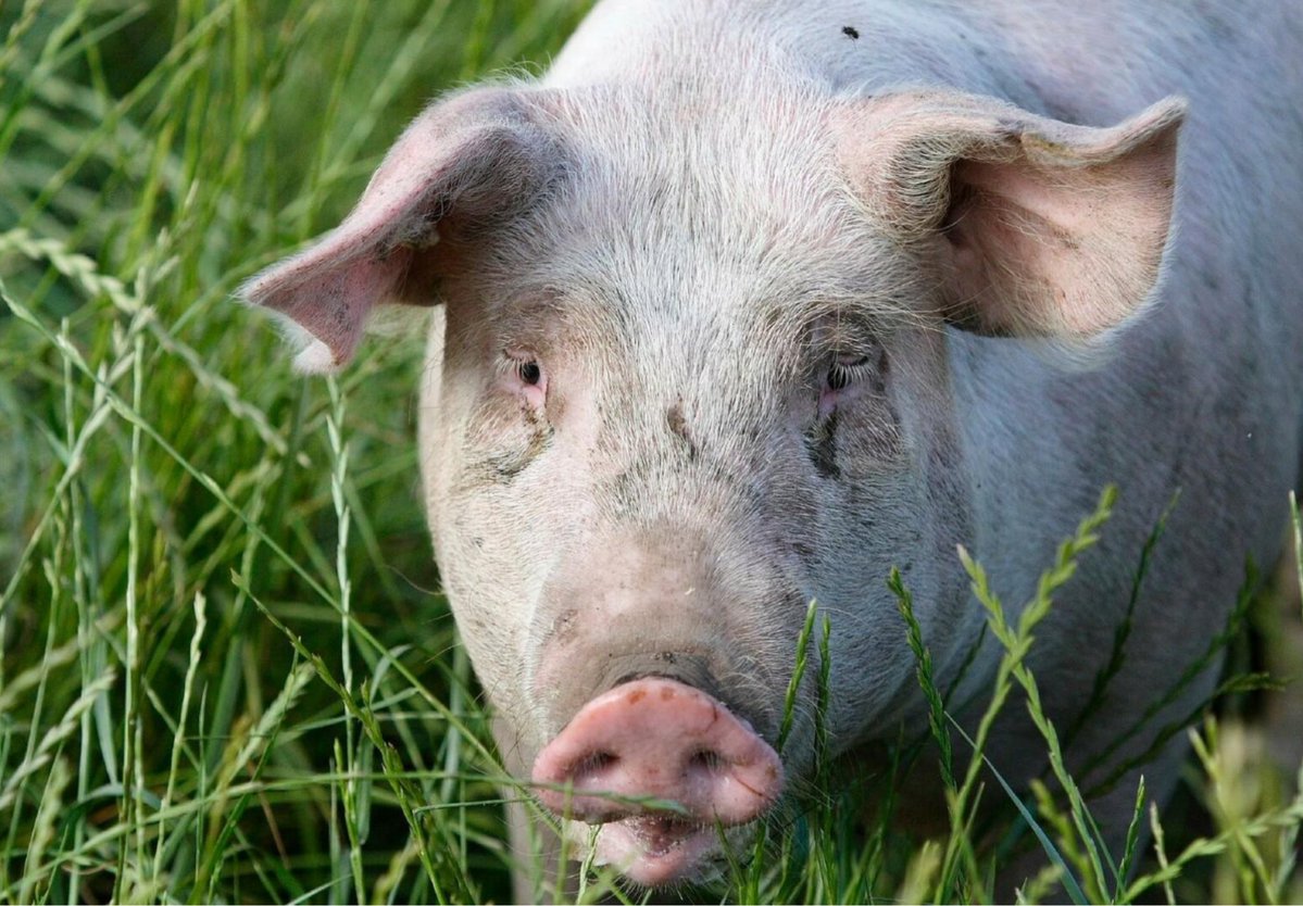 TheBobaloos tweet media