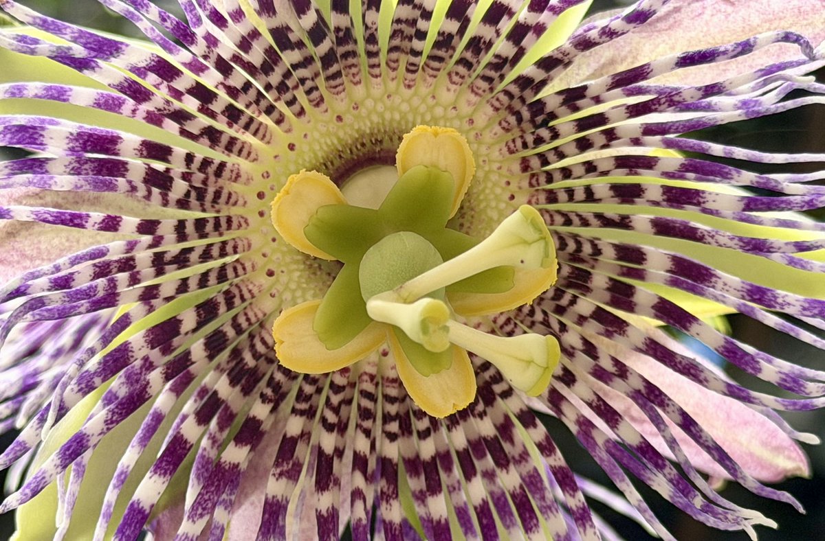 💙💚🪩🍋🍅 🌊 #HarrysBearFamily tweet media