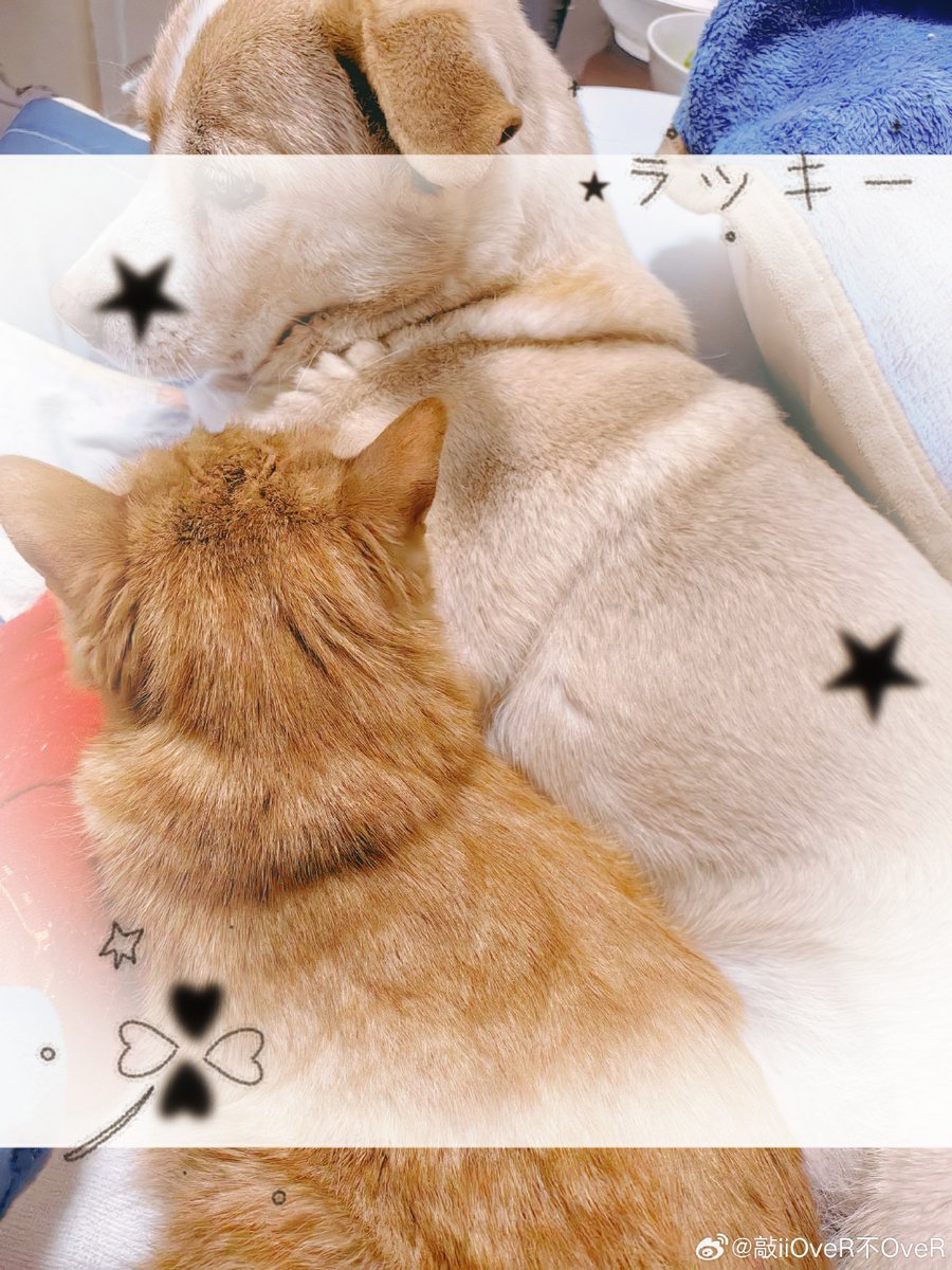 Gray Wang tweet media