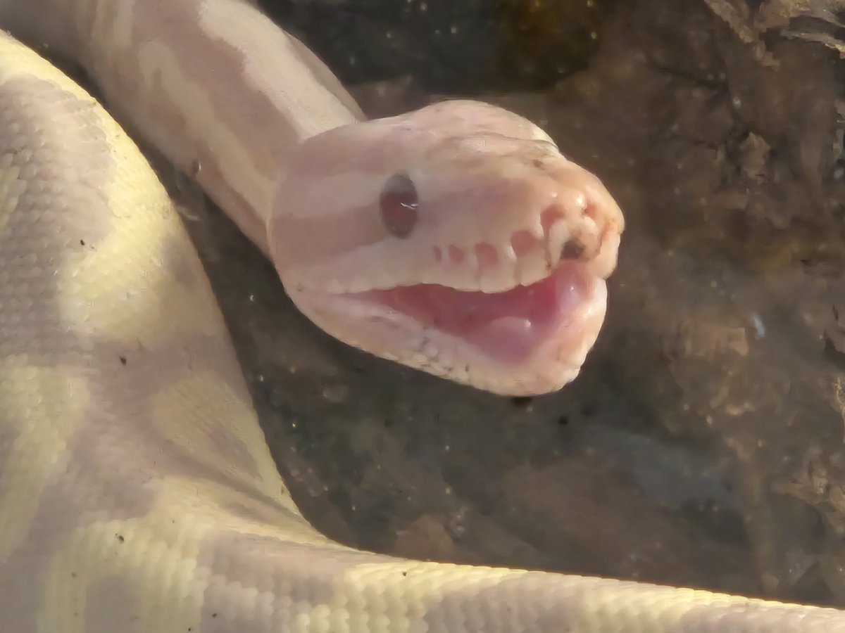 Esteem-(에마) tweet media