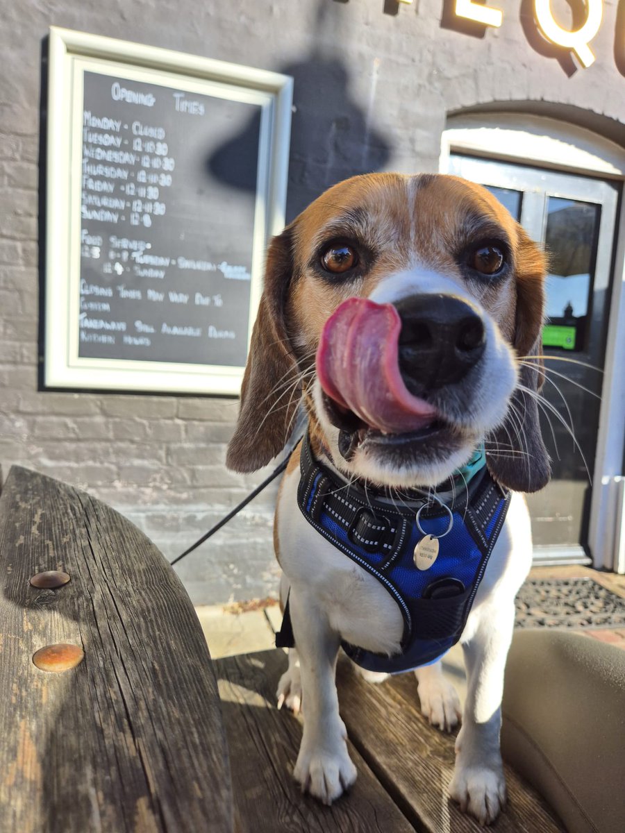 MrPercy Beagle tweet media