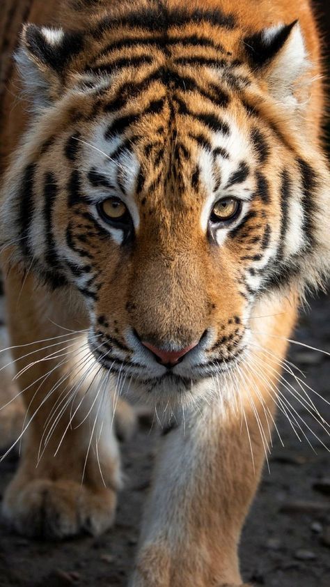 vivaneil tweet media