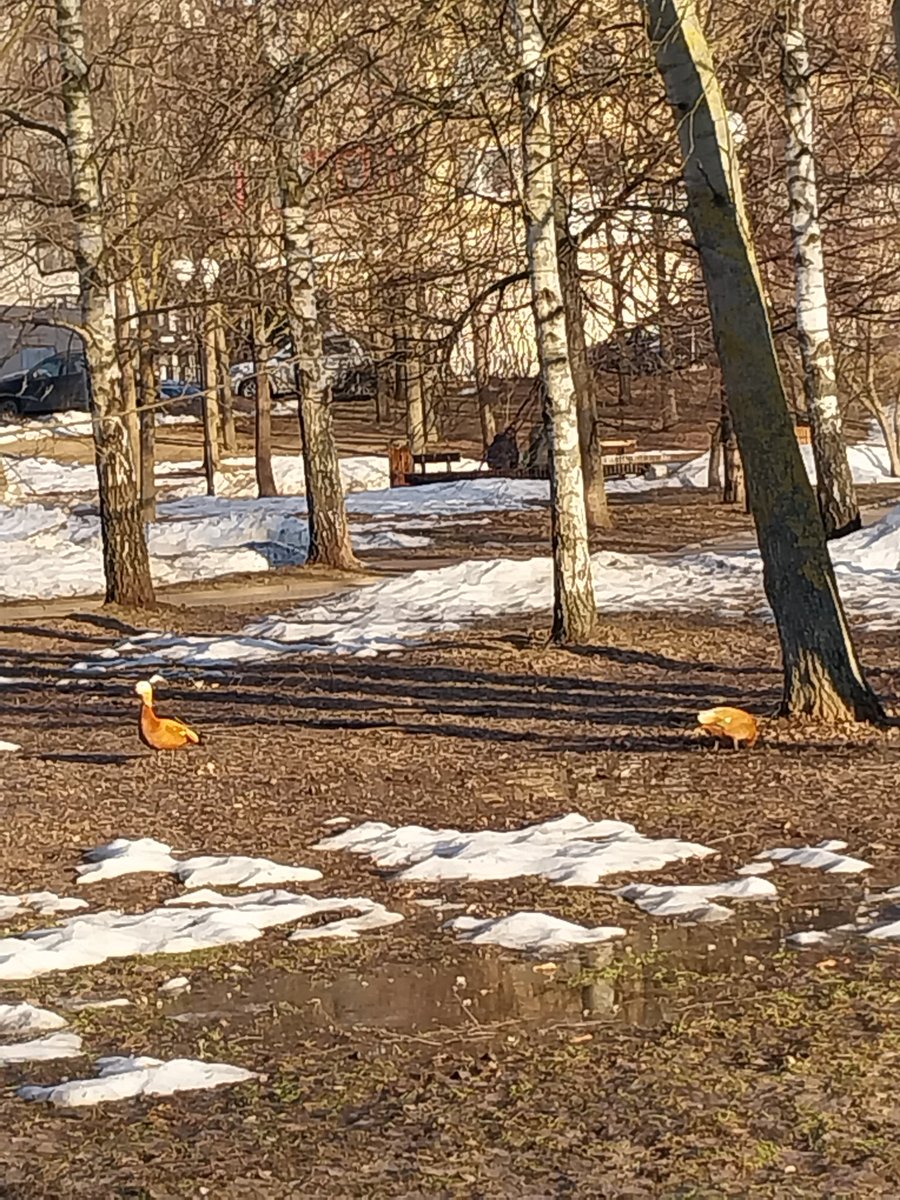 Nepeta cataria tweet media