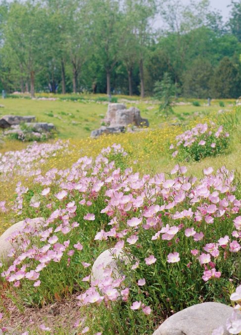 Kanya Samosorn tweet media