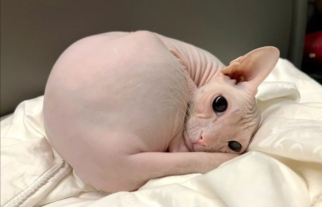 سلامه tweet media