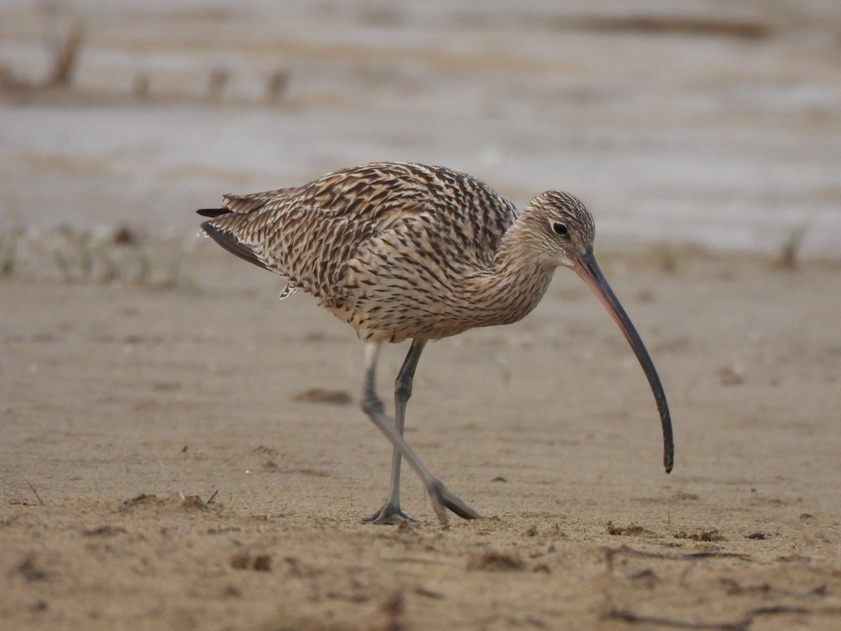 Sakyu_visitor's tweet image. オアシスの水辺には、珍しいお客さんが滞在！
#ダイシャクシギ(左) と
#ハマシギ(右) がいました。
どうやらコガネムシの幼虫などを
くちばしで探して食べているようです。

ダイシャクシギは旅鳥、ハマシギは冬鳥。
鳥取砂丘にはつかの間の滞在です。
#鳥取県 #鳥取市 #鳥取砂丘
#野鳥