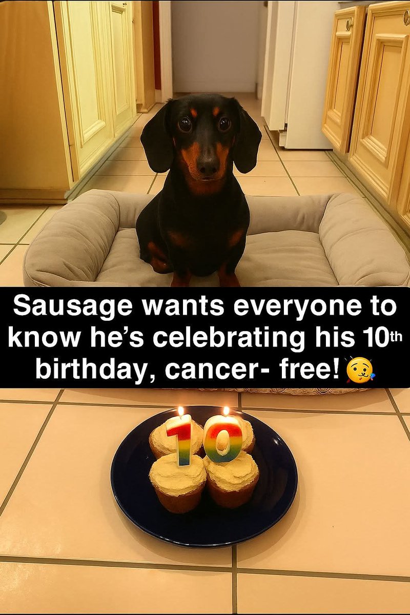 Help Street Dogs tweet media