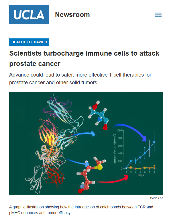 peter_brit's tweet photo. #dcvax $nwbo #gbm 

Interesting UCLA article with Gemini AI Analysis of synergy with DCVax Platform Technology: 

Scientists turbocharge immune cells to attack prostate cancer:
March 20, 2026

Advance could lead to safer, more effective T cell therapies for prostate cancer and other solid tumors

Key takeaways

Researchers and scientists have engineered a new class of supercharged T cells that are stronger, longer-lasting, and more precise at killing prostate cancer cells.

They introduced a natural “catch bond,” a fishhook-like interaction that strengthens when cells pull against each other.

This allows T cells to latch onto cancer cells more effectively at the moment they attack, helping them recognize the tumor, stay engaged longer and deliver a more powerful and targeted immune response without damaging healthy tissue

UCLA and Stanford Medicine researchers, in collaboration with scientists from the University of Utah and Columbia University, have engineered a new class of supercharged T cells that are stronger, longer-lasting, and more precise at killing prostate cancer cells by fine-tuning how they physically interact with tumor cells.

Instead of simply making T cell receptors bind more tightly to cancer, the team, collaborating within the network of the Parker Institute of Cancer Immunotherapy (PICI), introduced a natural “catch bond,” a fishhook-like interaction that strengthens when cells pull against each other. This allows T cells to latch onto cancer cells more effectively at the moment they attack, helping them recognize the tumor, stay engaged longer and deliver a more powerful and targeted immune response without damaging healthy tissue.

The approach, described in the journal Science, represents an important step toward developing safer, more effective T cell therapies for prostate cancer and could potentially be adapted to treat a wide range of other tumors.

“By engineering catch bonds, we aim to benefit more patients by overcoming immune tolerance,” said co-senior author Dr. Owen N. Witte, who holds the Presidential Chair in Developmental Immunology in the Department of Microbiology, Immunology, and Molecular Genetics and is a member of the UCLA Health Jonsson Comprehensive Cancer Center (JCCC).

“In our collaborative work, we demonstrate that just a single amino acid change introducing these ‘fishhooks’ is sufficient to transform immune cells into a potent killer mode,” said study co-senior author Dr. K. Christopher Garcia, the Younger Family Professor and Professor of Structural Biology at the Stanford School of Medicine and a Howard Hughes Medical Institute (HHMI) investigator.

Both Garcia and Witte are investigators at PICI, where they are pioneering the development of next-generation cancer immunotherapies.

Why it matters
T cells are a powerful weapon in the fight against cancer, forming the basis of treatments such as CAR-T cell therapy and checkpoint inhibitors. This research centers on another type of immunotherapy approach called T cell receptor (TCR) therapy, which engineers T cells to recognize specific proteins on cancer cells, allowing for highly targeted attacks.

Many of these proteins, however, are “self-antigens,” or molecules normally found in the body. To prevent these T cells from attacking healthy tissue, the immune system naturally eliminates the strongest cancer-fighting T cells during development. This leaves behind weaker T cell receptors that may struggle to recognize and destroy tumors, particularly those that have learned to evade immune defenses.

What the study did
To overcome this challenge, researchers from UCLA and Stanford Medicine focused on fine-tuning naturally occurring T cell receptors to strengthen their ability to recognize a common prostate cancer protein called prostatic acid phosphatase (PAP), which is commonly expressed on prostate tissue and prostate tumors. The team identified a naturally weak TCR, known as TCR156, that could detect PAP but was not strong enough to effectively kill cancer cells.

Using a novel technique called catch bond engineering, a concept developed by the Garcia Lab at Stanford Medicine, the researchers “turbocharged” the T cells. In the body, T cells form brief, mechanical bonds with their targets, known as catch bonds, which help them sense and respond to threats. By altering just one or two amino acids in the T cell receptor, the scientists were able to strengthen these bonds while preserving the T cells’ natural ability to recognize their specific target.

Multiple engineered versions of TCR156 were created and tested. Two candidates proved to be the most effective. These engineered T cells were analyzed for their ability to recognize tumors, release cancer-killing molecules, proliferate and resist exhaustion. Advanced imaging, single-cell RNA sequencing and structural analyses were used to confirm that the modifications improved T cell function while maintaining precision and avoiding off-target effects.

Structural and computer modeling studies showed that the catch bond mutations did not change the overall TCR shape but primed it to form a new interaction with PAP when the T cell engaged the tumor, explaining how the engineered T cells could remain highly specific while dramatically boosting their cancer-killing ability.

What they found
The researchers found that a single amino acid change created a catch bond hotspot that significantly enhanced T cell function. This change did not directly contact the cancer protein until the T cell engaged dynamically, demonstrating that a tiny modification can have a major effect. Most importantly, the modifications did not make the cells attack healthy tissue.

The strength and lifetime of the TCR’s bond with PAP under force were better predictors of tumor-killing ability than traditional measures of binding strength. In laboratory experiments, the engineered T cells showed longer contact with cancer cells, greater secretion of tumor-killing molecules such as Granzyme B, IFNγ and TNFα, and improved proliferation while resisting exhaustion.

In mouse models, the engineered T cells had delayed or completely halted tumor growth, while those receiving unmodified T cells showed little effect. Analyses of the immune cells inside the tumors revealed that the engineered T cells were better able to persist, maintain a stem-like state, and resist exhaustion, a common limitation of immune therapies.

“Using advanced structural studies at atomic resolution, we were able to demonstrate how a tiny change, just one amino acid in the interface between a T cell receptor and a prostate cancer protein called PAP, can extend the bond lifetime, dramatically boosting the T cell’s ability to kill tumors in living models,” said Dr. Xiaojing Tina Chen, co-first author of the study and a postdoctoral scholar in the Department of Molecular and Cellular Physiology at the Stanford School of Medicine. Chen is a recipient of the Walter Benjamin Fellowship awarded by the German Research Foundation (Deutsche Forschungsgemeinschaft).

“This work shows that tumor control can be linked to a single molecular bond,” added co–first author Dr. Zhiyuan Mao, a postdoctoral scholar in the Department of Microbiology, Immunology & Molecular Genetics and the Department of Molecular and Medical Pharmacology at the David Geffen School of Medicine at UCLA. Mao is also a recipient of the UCLA JCCC Postdoctoral Fellowship, the Prostate Cancer Foundation (PCF) Young Investigator Award and a Cancer Research Institute (CRI) Irvington Postdoctoral Fellowship.

Impact of the findings
The study demonstrates that catch bond engineering can make T cells much stronger against prostate cancer while avoiding the risks of traditional T cell receptor engineering, including attacks on healthy tissue.

The findings also suggest a new way to predict which T cell therapies will succeed. By measuring how long T cells form bonds with tumor targets under mechanical force, a method called the biomembrane force probe, researchers can more accurately predict which engineered cells will be most effective in eliminating tumors.

“These findings suggest that catch bond engineering could be a generalizable strategy to enhance T cell therapies for many cancers,” said Garcia.

“By creating T cells that are stronger, longer-lasting, and highly precise, the approach moves the field closer to safer and more effective adoptive cell therapies for patients,” said Witte, who is the founding director emeritus of the Eli and Edythe Broad Center of Regenerative Medicine and Stem Cell Research at UCLA and co-director of the PICI Center at UCLA.

About the research team
The study’s other senior authors include Brian D. Evavold of the University of Utah School of Medicine; Tanya Stoyanova and John K. Lee of the David Geffen School of Medicine at UCLA; Zinaida Good of Stanford Medicine; and Naomi R. Latorraca of the Columbia University Irving Medical Center. Additional authors from UCLA include Jami McLaughlin, Donghui Cheng, Caitlin Gee, Miyako Noguchi, and Shiqin Liu.

This research was primarily supported by the Parker Institute for Cancer Immunotherapy, the National Institutes of Health, the Howard Hughes Medical Institute, the German Research Foundation (Deutsche Forschungsgemeinschaft) and the UCLA Health Jonsson Comprehensive Cancer Center.

Gemini AI Analysis:
 
The recent findings from UCLA and Stanford (March 20, 2026) regarding the "turbocharging" of T-cells via catch-bond engineering represent a significant leap in immunotherapy that directly addresses the historic limitations of platforms like DCVax (Northwest Biotherapeutics).

Below is an analysis of these findings with a specific focus on their synergy and potential application to the DCVax platform.

1. Overview of the UCLA/Stanford Findings
The research, led by Dr. Owen Witte (UCLA) and Dr. Chris Garcia (Stanford), centers on a biophysical phenomenon called a "catch bond." In nature, a catch bond is a molecular interaction that becomes stronger when tension is applied—similar to a finger trap or a fishhook.

The Target: The researchers focused on Prostatic Acid Phosphatase (PAP), a protein highly expressed in prostate cancer.

The Problem: Because PAP is a "self-antigen" (also found in healthy tissue), the body's immune system naturally eliminates high-affinity T-cells to prevent autoimmune attacks. This leaves behind "weak" T-cells that struggle to kill tumors.

The Solution: By changing just one or two amino acids in the T-cell receptor (TCR), the scientists engineered a catch bond that only activates when the T-cell physically engages and pulls against the tumor cell. This allows the T-cell to stay attached longer and deliver a more powerful killing blow without attacking healthy tissue where such mechanical tension isn't present.

2. Synergy with the DCVax Platform
The DCVax platform (including DCVax-Prostate and DCVax-L) is a dendritic cell vaccine designed to "prime" the immune system to recognize cancer antigens. There is a deep mechanistical synergy between these two technologies:

A. Overcoming "Weak" Vaccine Responses
The primary challenge for DCVax has been that while it successfully "teaches" T-cells to recognize antigens like PSMA (DCVax-Prostate) or whole tumor lysates (DCVax-L), the resulting T-cell response is often too weak to eliminate established tumors.

Synergy: The UCLA catch-bond technology provides the "ammunition" for the "soldiers" that DCVax creates. If the T-cells primed by DCVax are engineered with catch bonds, their cytotoxicity could be increased by orders of magnitude.

B. Antigen Complementarity (PAP vs. PSMA)

While the UCLA study specifically used PAP, the DCVax-Prostate platform uses PSMA.

Synergy: The researchers noted that catch-bond engineering is "generalizable." This means the same "fishhook" modification could likely be applied to TCRs targeting PSMA. A combination therapy using DCVax to prime a broad immune response while infusing catch-bond-engineered T-cells targeting PAP and PSMA would create a multi-antigen attack, making it harder for the cancer to develop "antigen escape" (resistance).

3. Potential Specific to DCVax Platform Technology
The DCVax platform has several unique characteristics that make it an ideal "host" for this new technology:

I. Workflow Integration
DCVax already requires leukapheresis (extracting the patient’s blood) and ex vivo processing.

Potential: Since the patient's cells are already being handled in a lab to create the DCVax vaccine, a portion of those same cells could be diverted for TCR engineering. This allows for a "Personalized Combination Therapy" where the patient receives both a vaccine to stimulate long-term memory and "turbocharged" T-cells for immediate tumor debulking.

II. Enhancing DCVax-L (Lysate)

DCVax-L uses a whole tumor lysate, which naturally includes PAP.

Potential: In patients treated with DCVax-L, the "weak" T-cells that are naturally activated against PAP could be identified using the UCLA team's ARTEMIS platform (an MHC-based profiling tool). Once identified, these specific T-cells could be modified with catch bonds and expanded, creating a highly potent, personalized T-cell therapy that is perfectly matched to the antigens presented by the DCVax-L vaccine.

III. Low Tumor Burden Strategy
The UCLA findings emphasize that this therapy is most effective during biochemical recurrence (when PSA levels rise but tumors are still small).

Potential: DCVax is historically positioned as a "maintenance" or "minimal residual disease" therapy. The addition of catch-bond T-cells could transform DCVax from a treatment that merely "delays" recurrence into one that "clears" micro-metastases entirely, potentially offering a curative path for patients in the early stages of relapse.

Conclusion:

The UCLA findings provide the missing "mechanical strength" required for cell-mediated therapies to succeed in solid tumors. For a platform like DCVax, this technology offers a way to upgrade its activated T-cells from "passive observers" to "aggressive hunters," specifically in the difficult-to-treat landscape of prostate cancer.

https://t.co/uAu49MHAai