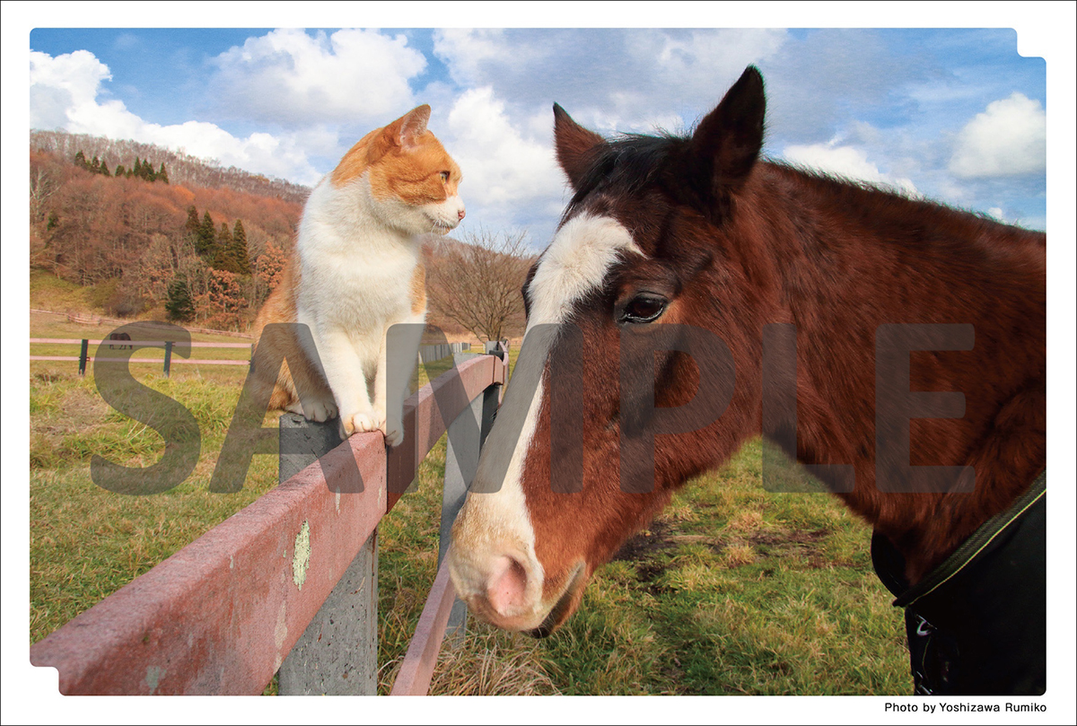 メロンブックス@水戸店 tweet media