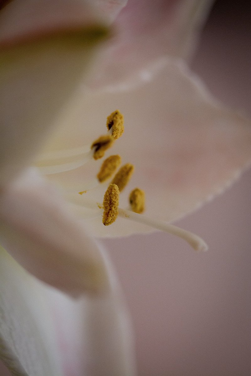 FotoGraaGH's tweet image. #SERENIA is live 🤍

"Whispers of Still Water" 
5 eds 
10 tzs

"Soft Within Silence"
 1/1
Auction starts 40 tzs

Now live on @objktcom

Organized by @Boundless8D
#Tezos #objkt #SERENIA

🔗⬇️