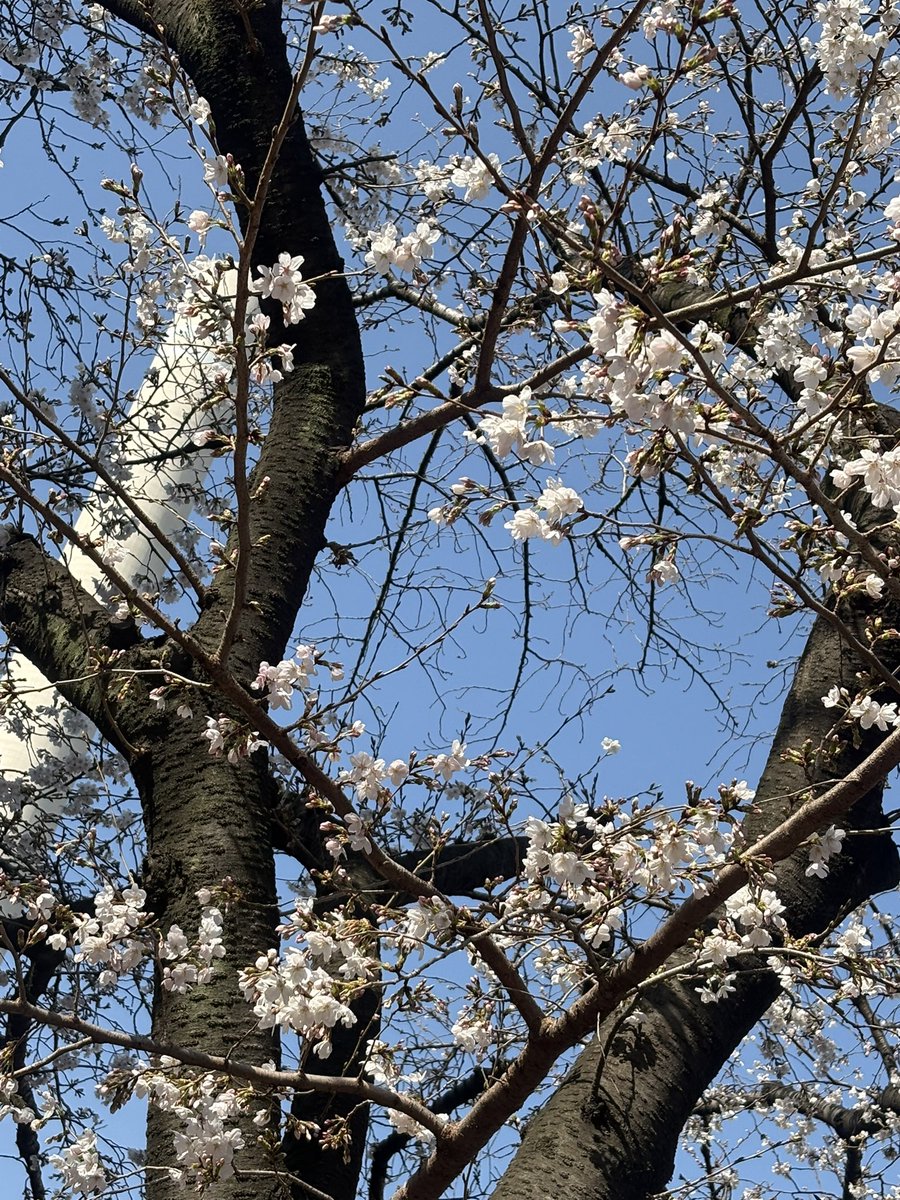 みるみるみるる👀 tweet media