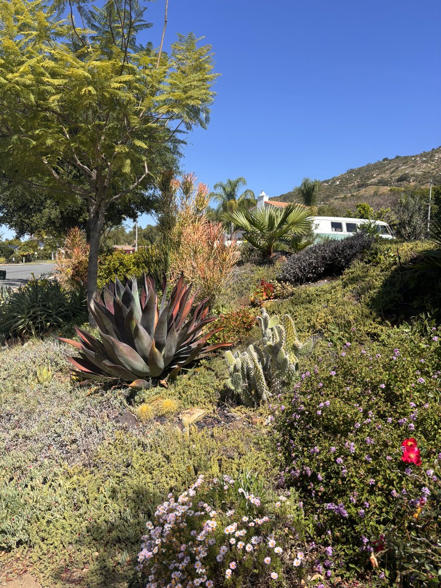 dalehauskins's tweet image. Pristine part of the day to evening past one's prime in #Poway #SoCal Schöni #Succulents Sonja Zischtig with photographs from east Los Angeles @PicoRiveraCity lifelong guitarist Dale.
#Escondido #RanchoBernardo, #SabreSprings #ScrippsRanch #RanchoPeñasquitos.