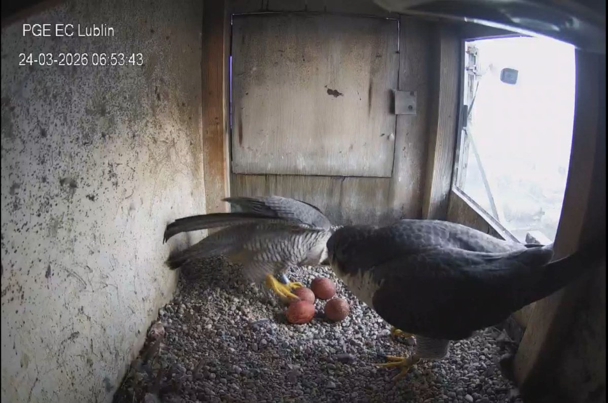 Alaska 🇮🇹 tweet media