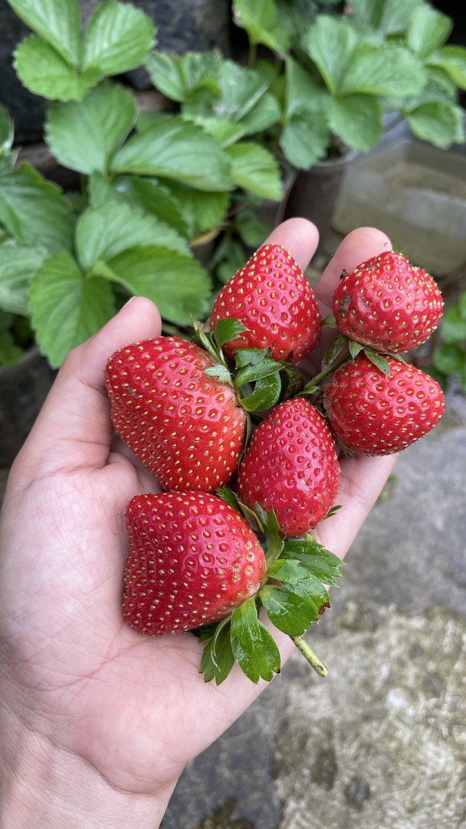 elmaelmo tweet media