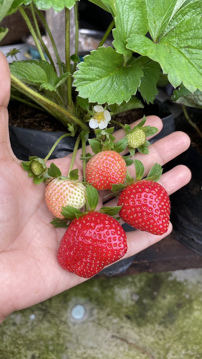 elmaelmo tweet media