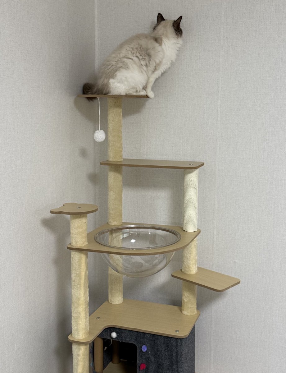 쵸 명 란 tweet media