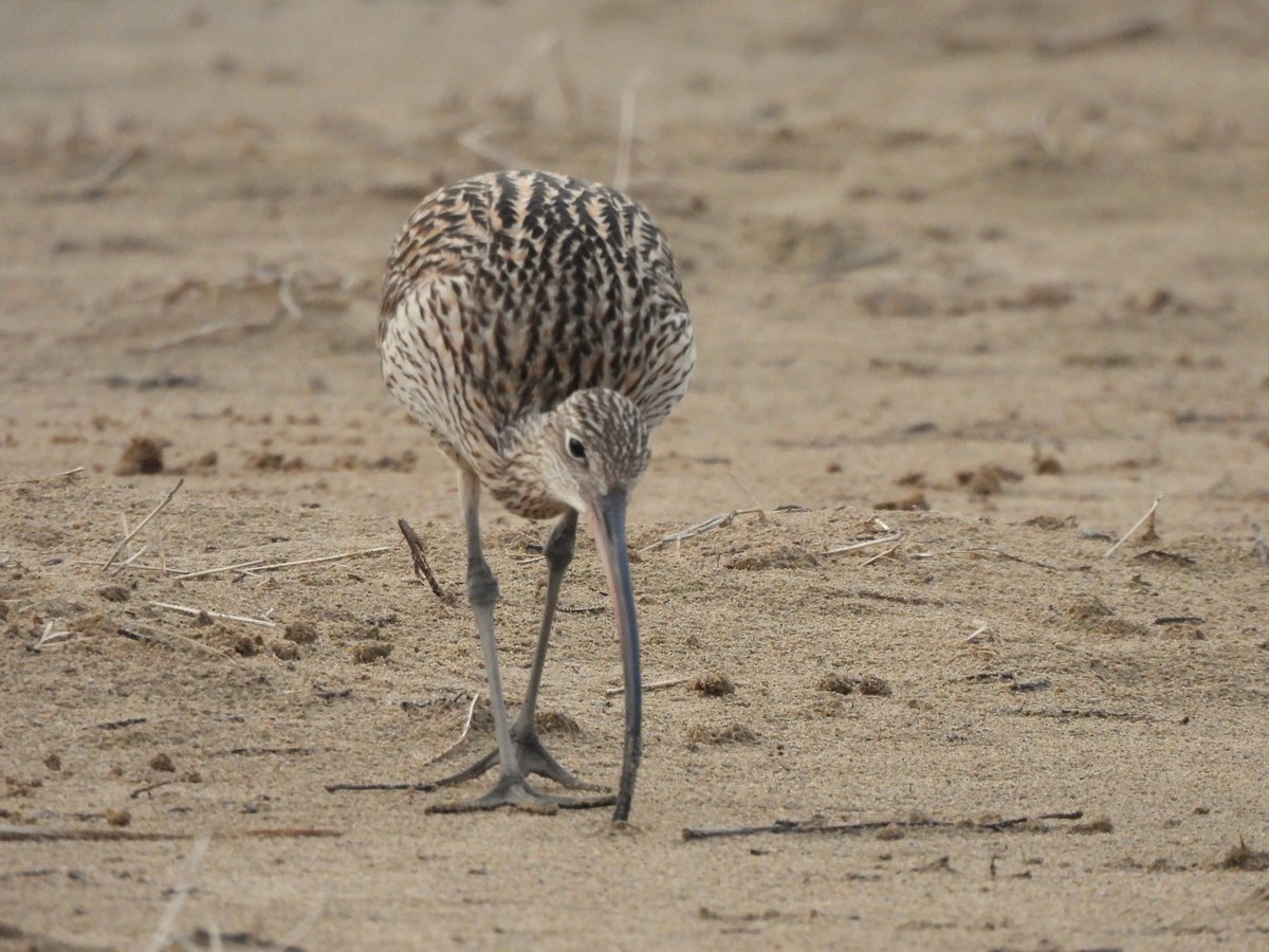 Sakyu_visitor's tweet image. オアシスの水辺には、珍しいお客さんが滞在！
#ダイシャクシギ(左) と
#ハマシギ(右) がいました。
どうやらコガネムシの幼虫などを
くちばしで探して食べているようです。

ダイシャクシギは旅鳥、ハマシギは冬鳥。
鳥取砂丘にはつかの間の滞在です。
#鳥取県 #鳥取市 #鳥取砂丘
#野鳥