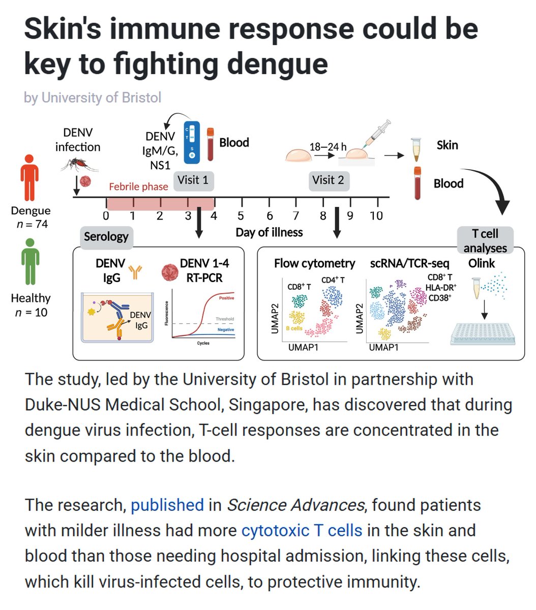 Vaccinologist's tweet image. This study from @dukenus and @BristolUni @NUSMedicine highlights how tissue-specific #immunity in the #skin can shape #dengue disease outcomes and points to a new generation of #vaccines designed to target immune responses at the site of #infection. linkedin.com/posts/drmelvin…