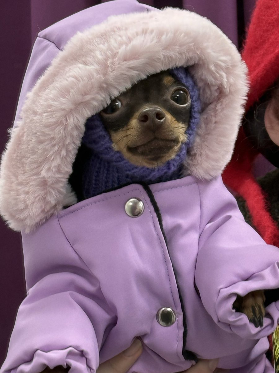 нюся через $$$ tweet media