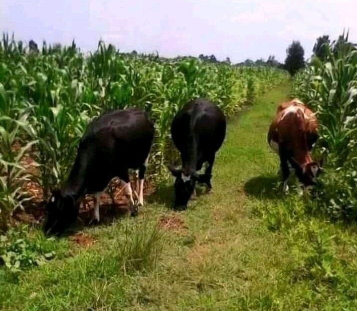 MrBlack🇰🇪 tweet media