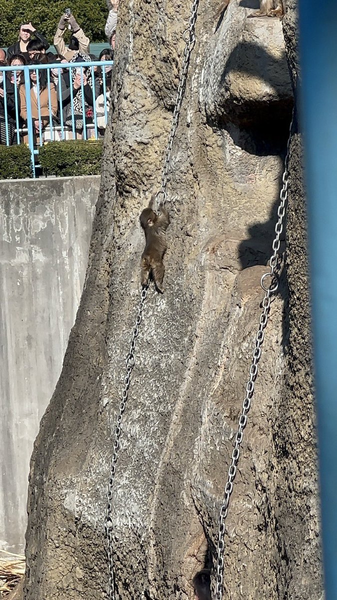 นักกีฬาปีนเขา🧗🏻‍♂️ ทีมชาติญี่ปุ่น 🇯🇵🐒✨
#punch