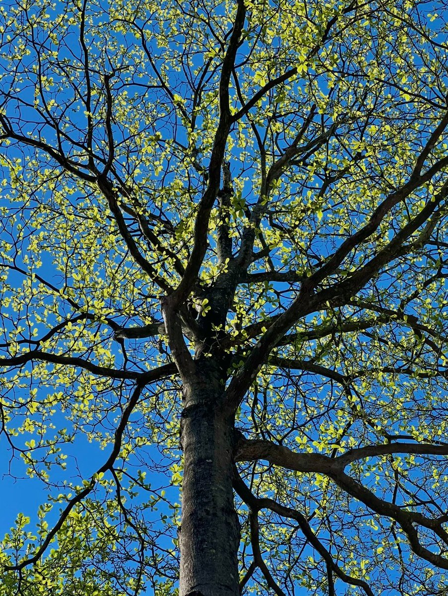 昭花溪十 tweet media