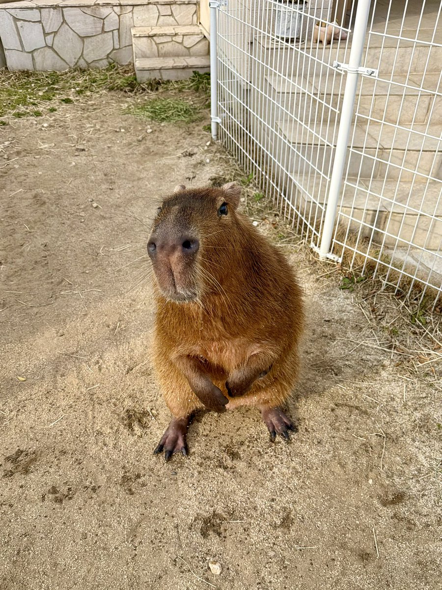 愛知カピバラ飼育養成所 tweet media