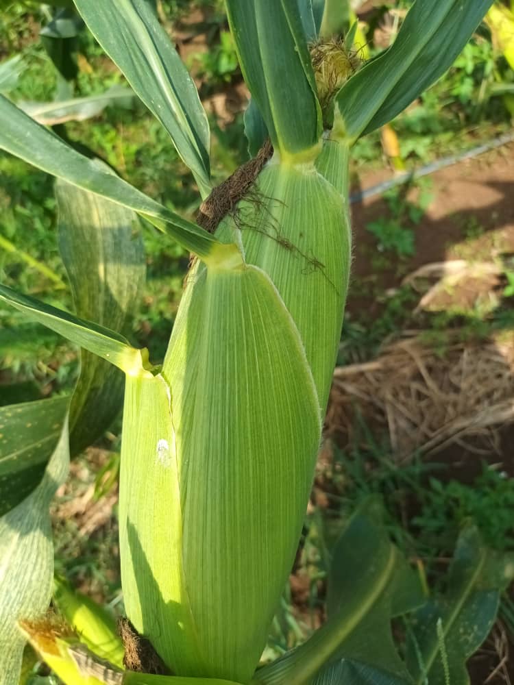 Farm With Gifty 🌽🌱 tweet media