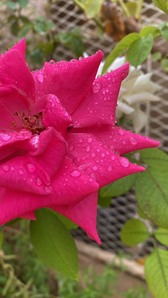 حـــــ🌹ـــــديقة الــــ🌹ـــجوري tweet media