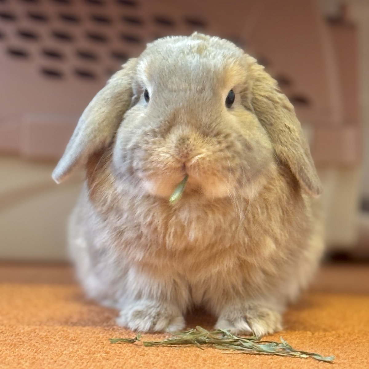 おいしいプリン tweet media