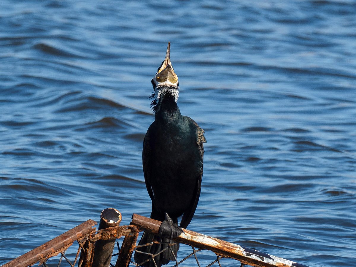 ごりぺん tweet media