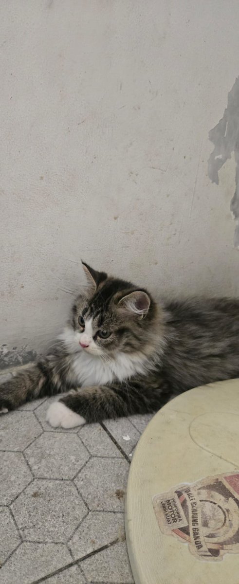 Nakisha saputra tweet media