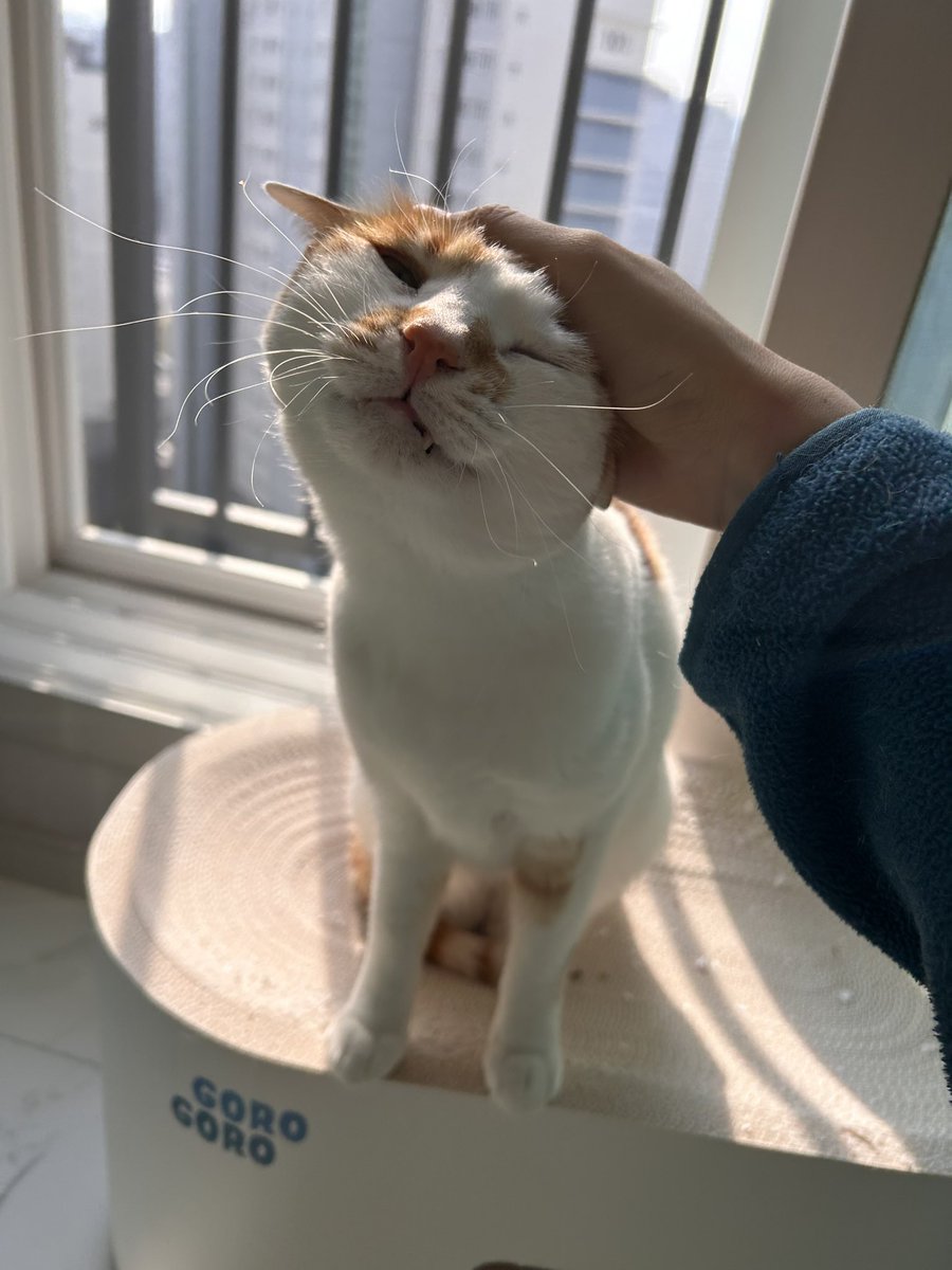 납작이에요🍙 tweet media