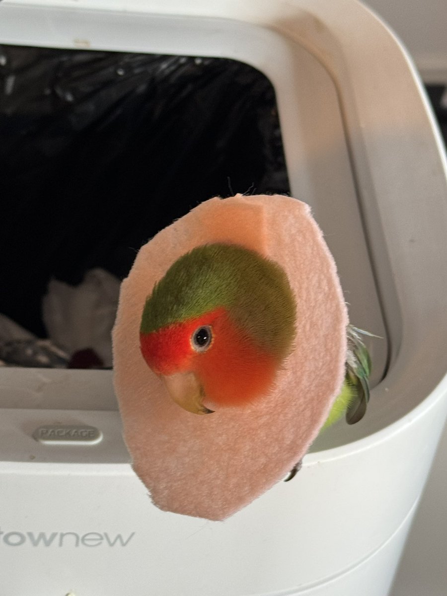 きょくちょV🦜 tweet media