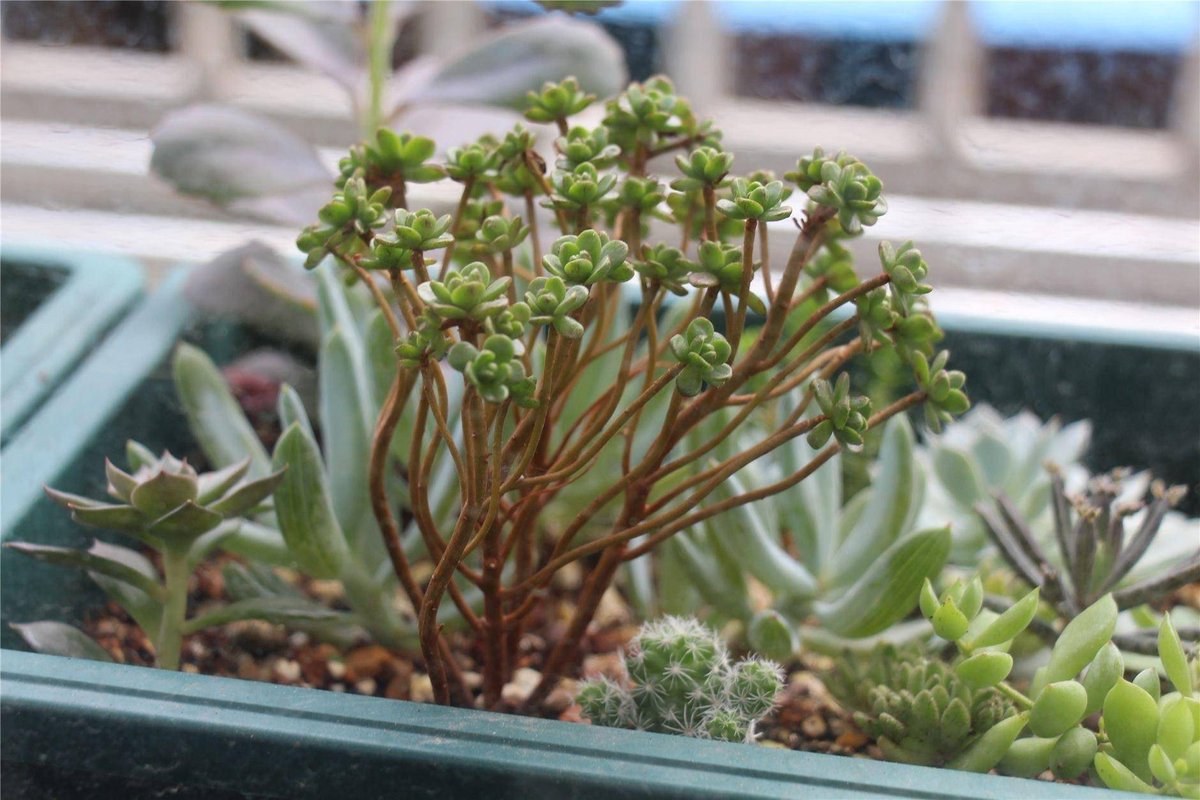 Sajjad Ahmed tweet media