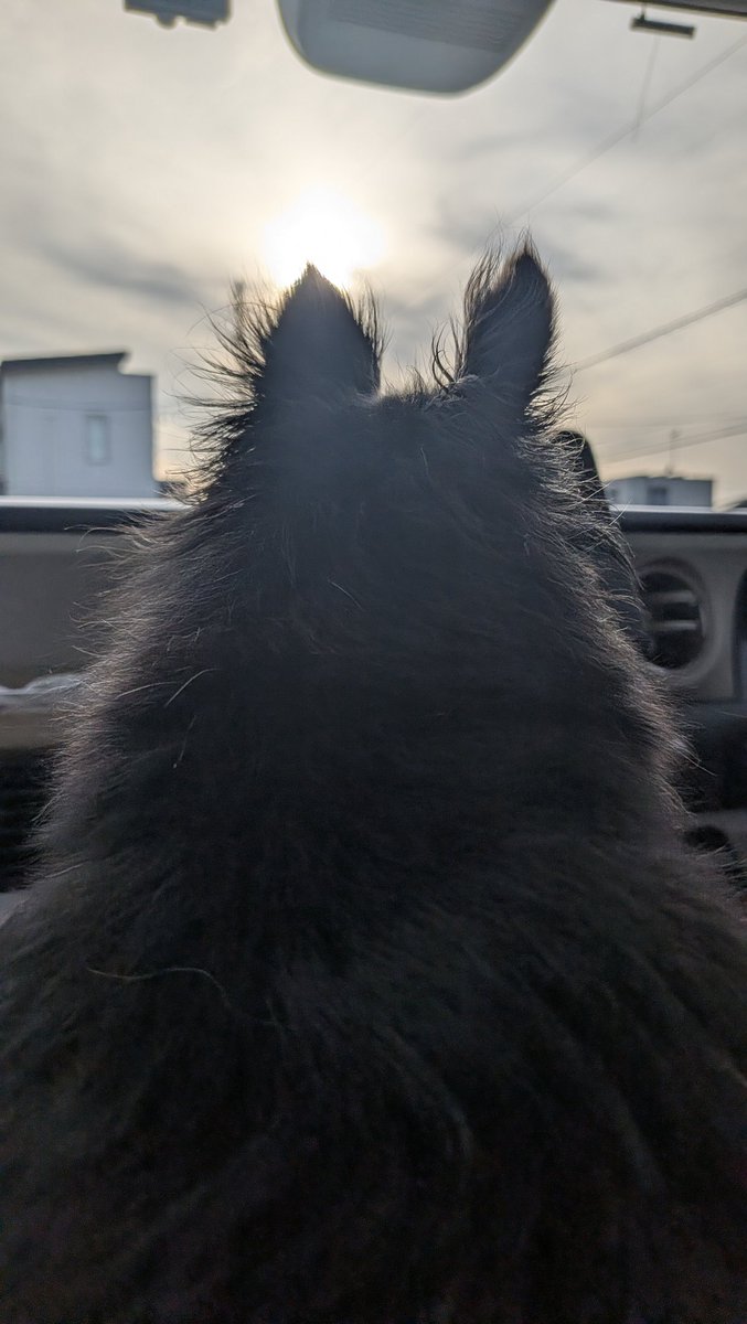 ポテト・スマッシャー tweet media