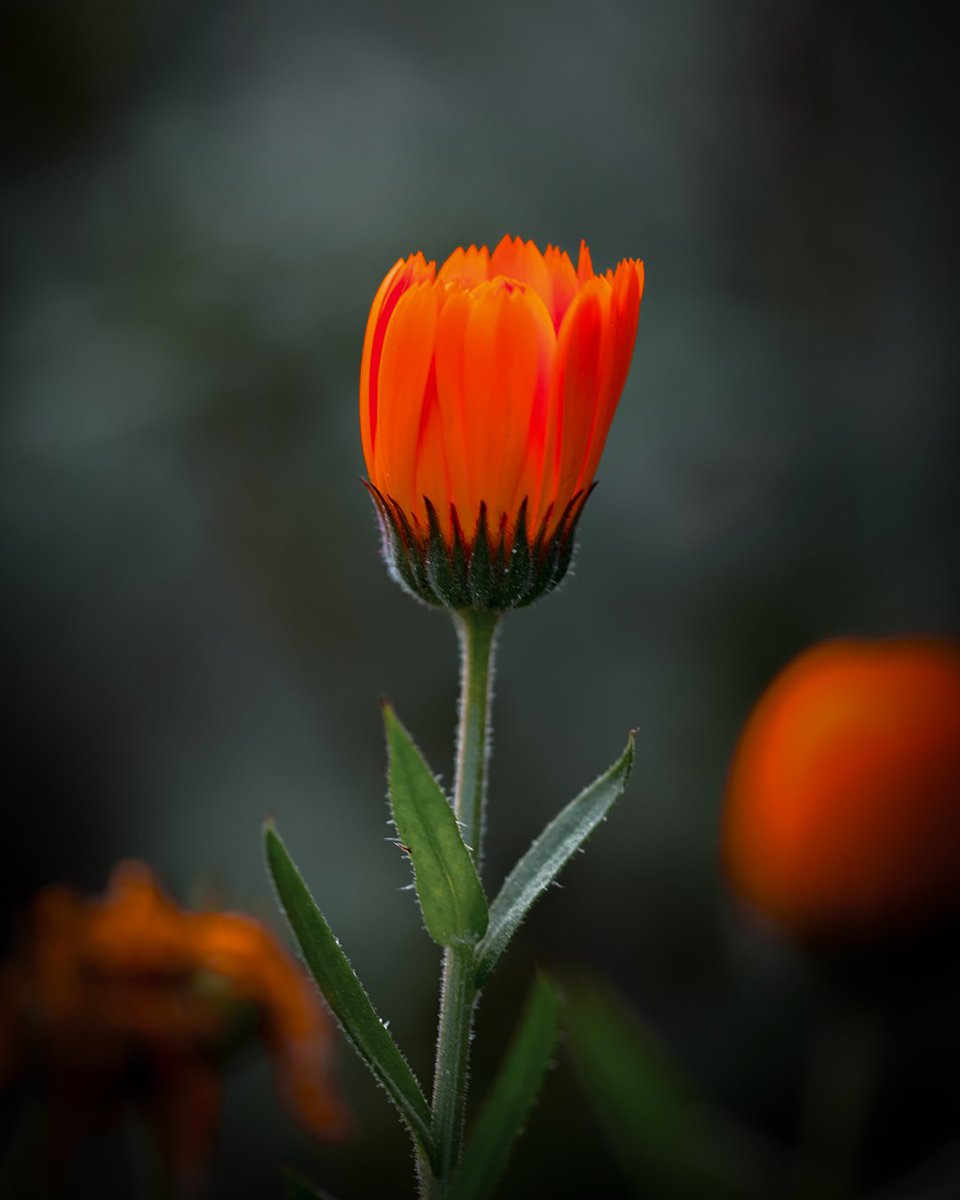 amitdabasphotos's tweet photo. Saw it… liked it … clicked it!  Quote Post any flower!  🤓

#Theme_Pic_India_Flowers #IndiAves

Dont miss the Grok animated video of this one in the comments 👇🏻 https://t.co/MsqfGFJ75O