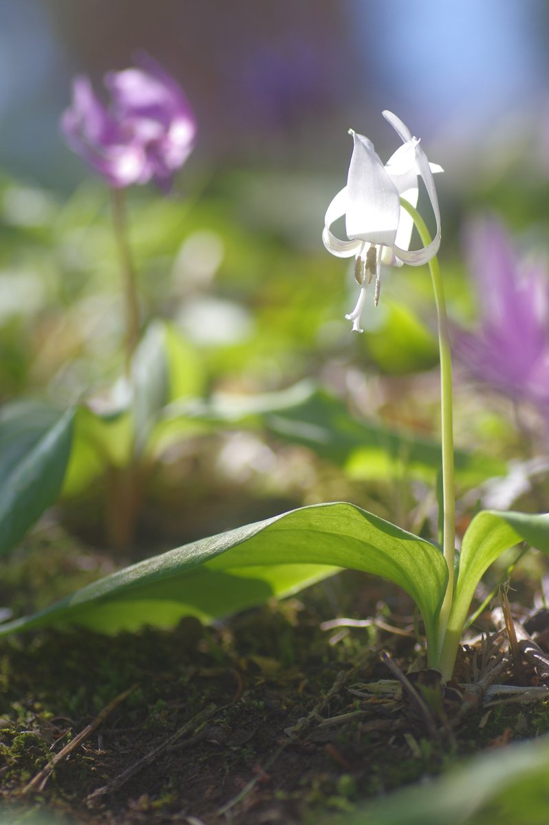 白花さん

#かたくり
#城山かたくりの里
#写真
#相模原
#はなまっぷ
#写真好きな人と繋がりたい