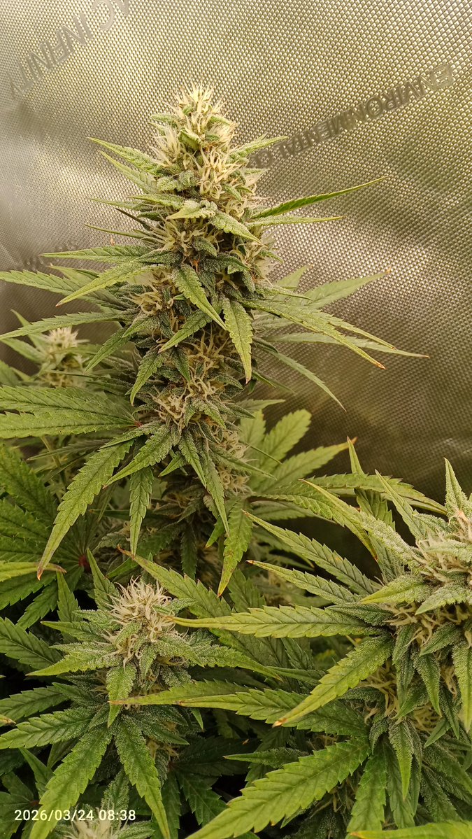 MacCheech tweet media