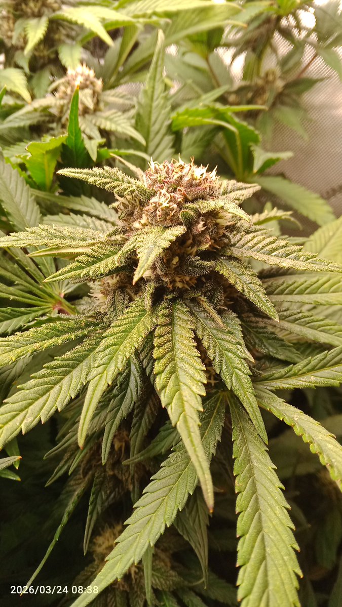 MacCheech tweet media