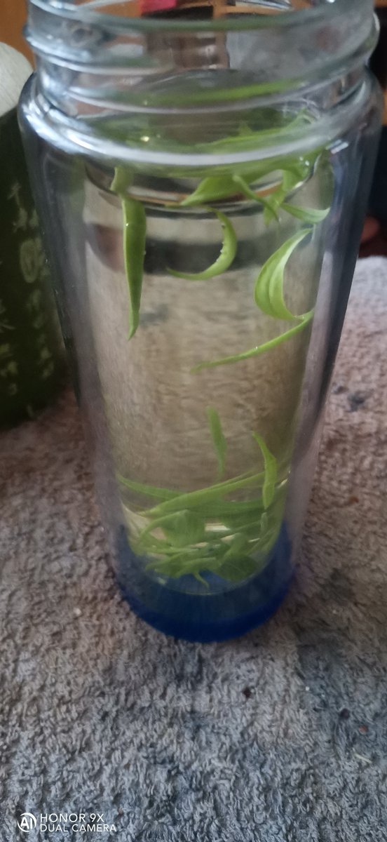 Polushkina Sasha tweet media