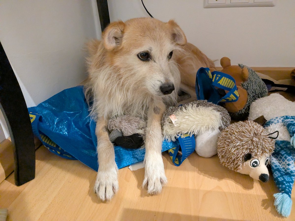 Armes unter🍪tes Kuku tweet media