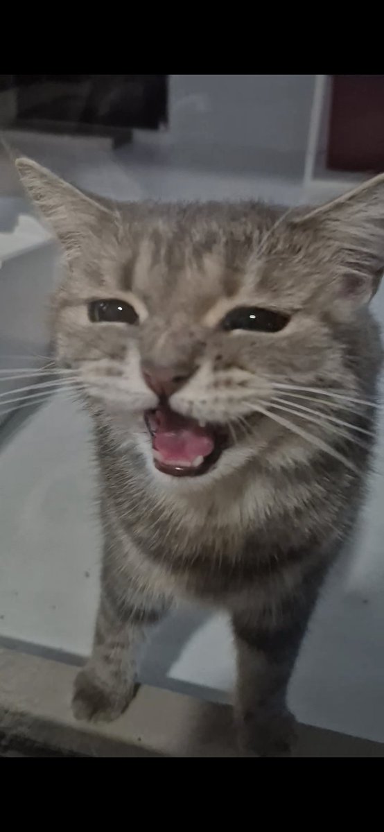 Fuka 🐙🗿🧟‍♀️🏆 DrawnToDawn✈️ tweet media